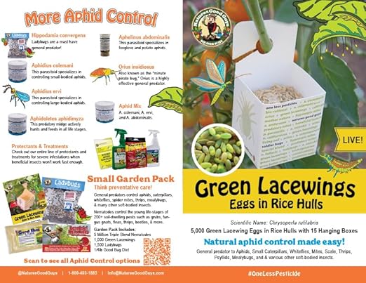 Green Lacewing 5000 Eggs - Good Bugs