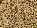 Japanese Triple Red Line Heat Treated Fired Akadama for Cactus &amp Succulent Bonsai Tree Soil Mix - 14 Liter (Medium Grain/Bag)