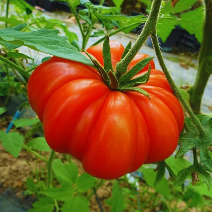 4 Tomato Plants in 4 Pot Beefsteak Tomato Plant 4-8 Tall Heirloom Vegetable Plant Live for Planting Outdoors Garden 2 Plants Each Pot