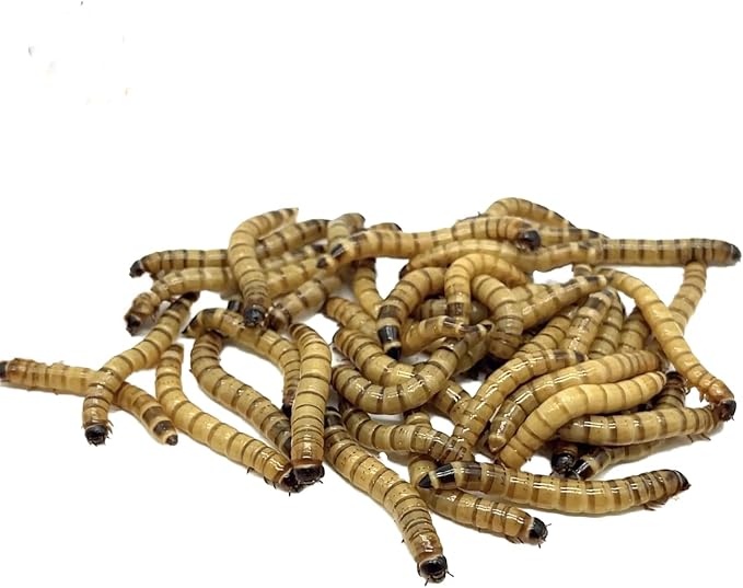 Live Superworms - 250 Large 1.75- 2+ - Live Arrival Guaranteed (Hold for Pickup)