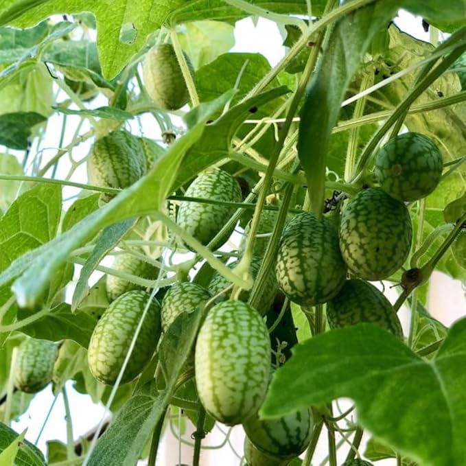 2 Cucamelon Plants Seedlings Cucamelon Mini Cucumber Live Plant Gardening 3 to 6 Inc Tall Vegetable Plant