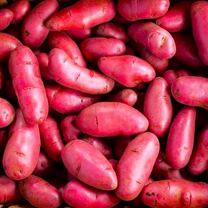 TomorrowSeeds - PRE-Order Now! Ships April 2026 - Red French Fingerling Seed Potatoes Seeds - 2 Pounds - for 2026 Planting Certified for Growers Organic Red Skinned Tuber Garden Growing Planting