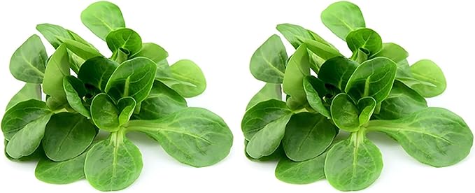 Mache - Large Leaves Variety and Best for Overwintering in The Cold Northeast - Corn Salad - 300 Seeds (Pack of 2)