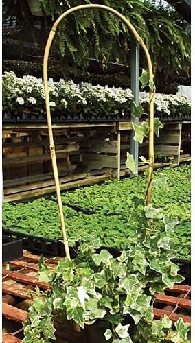 A.M. Leonard Bamboo Trellis U-Shape - 5 x 24 Inches 100 Count