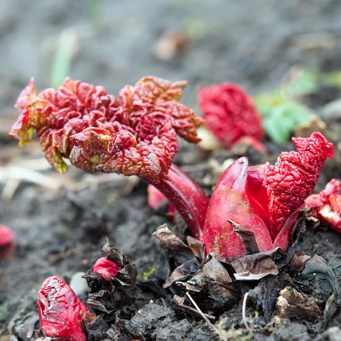 2 Rhubarb Plants Root for Planting Red Rhubarb Plant Roots Size 3 to 6 Inch Perennial Hardy Vegetable Plants for Planting Outdoors