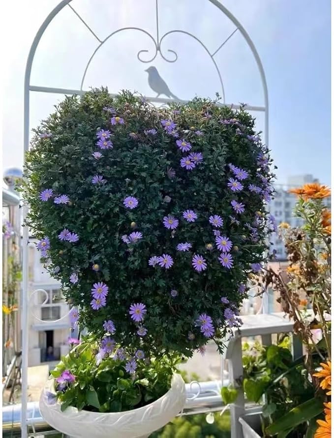 Metal Garden Trellis for Climbing Plants Plants Support Sturdy Garden Trellis for Potted Climbing Vine Indoor Outdoor - Black White(Color:BlackSize:185 * 52cm/72.8 * 20.5in)