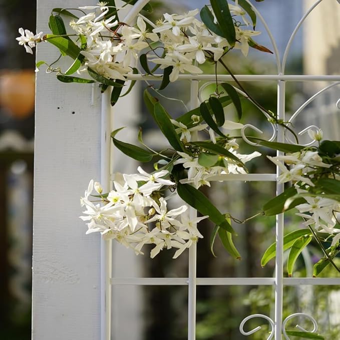 Sturdy Metal Garden Trellis for Climbing Plants – Rust Resistant Outdoor Plant Support with Decorative Lattice Design (2 Pack-Cream White)