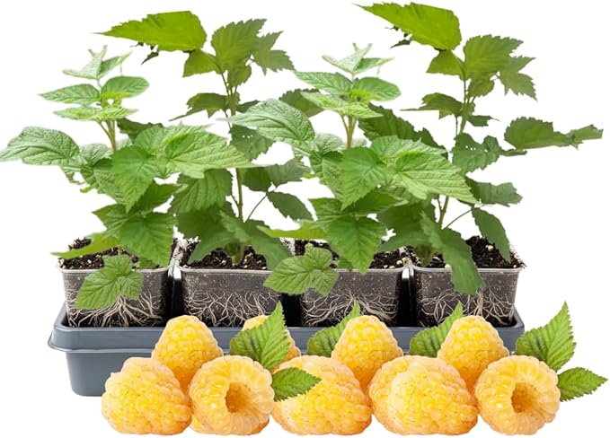 4 Fall Gold Raspberry Plants Live 5-9 Inch Tall Raspberry Fruit Trees for Outdoor Growing Raspberry Seedling