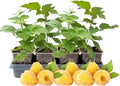 4 Fall Gold Raspberry Plants Live 5-9 Inch Tall Raspberry Fruit Trees for Outdoor Growing Raspberry Seedling