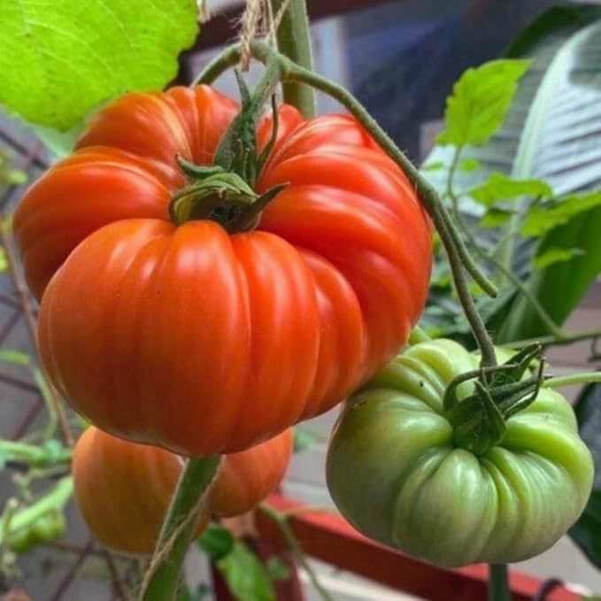 4 Tomato Plants in 4 Pot Beefsteak Tomato Plant 4-8 Tall Heirloom Vegetable Plant Live for Planting Outdoors Garden 2 Plants Each Pot