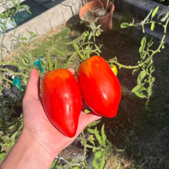 Tomato Plants Live Red Tomato Plant Long Red Fruit Vegetable Plant from 6–8 Inches Tall in 4 Inch Pot for Outdoor Growing