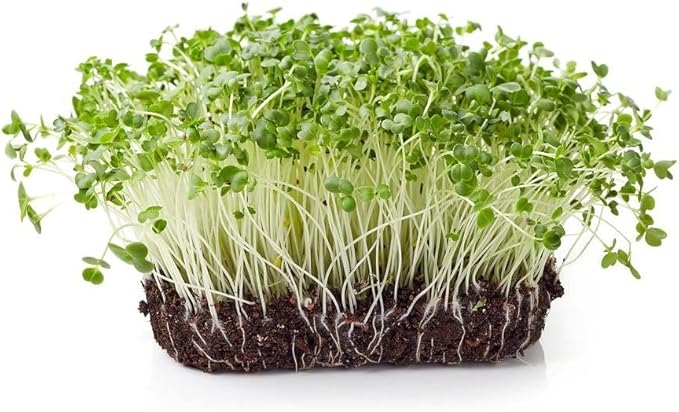 Todd’s Seeds - Sprouting Broccoli Seeds - Calabrese Variety Non-GMO Heirloom - 2.5 Pound - Bulk Seeds