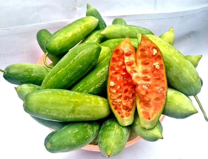 Climbing Tindora Vine Ivy Gourd Plant Scarlet Gourd Vine Tropical Fruit Plant Half Gal Pot No Ship CA