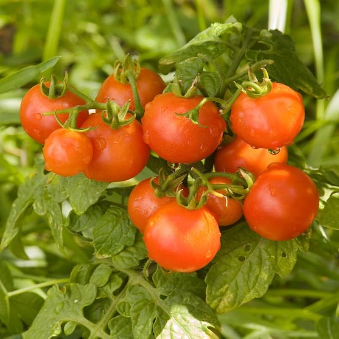 2 Tomato Plants Live for Planting Outdoors Tree Tomato Plant Seedling Tomato Plants Live 5 to 8 Inch Tall No Pot Cherry Tomato