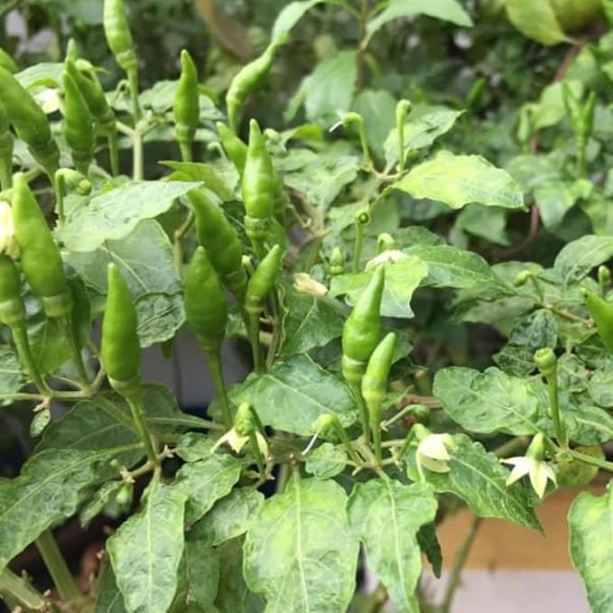 Sets 2 Chile Pequine Pepper Plants Live Super Hot Peppers Live Plants 90 Days Old Hot Chili Plant for Spring Planting