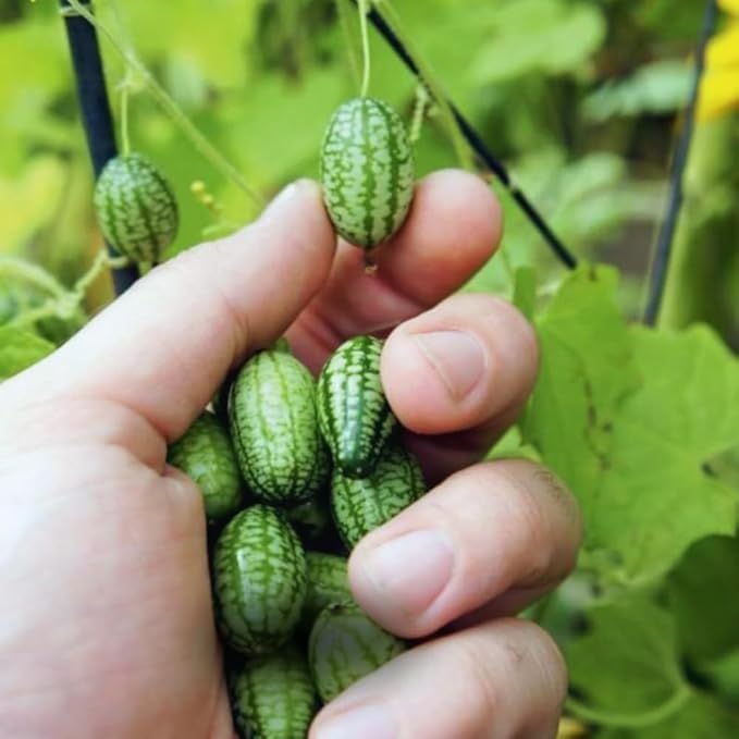 2 Cucamelon Plants Seedlings Cucamelon Mini Cucumber Live Plant Gardening 3 to 6 Inc Tall Vegetable Plant