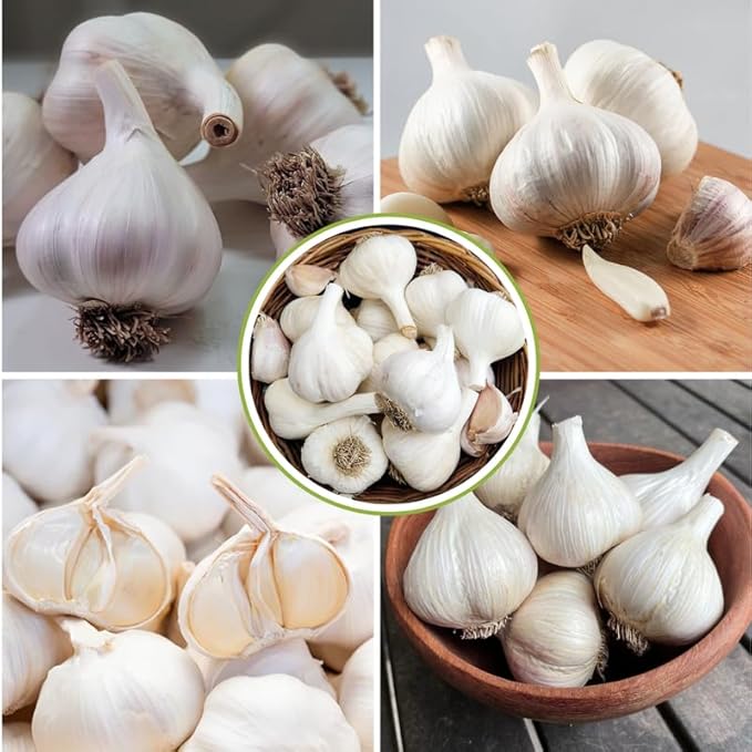 1 Pound White Hardneck Garlic Bulbs for Planting Fresh High-Yield Hardy Garlic for Garden or Container Growing