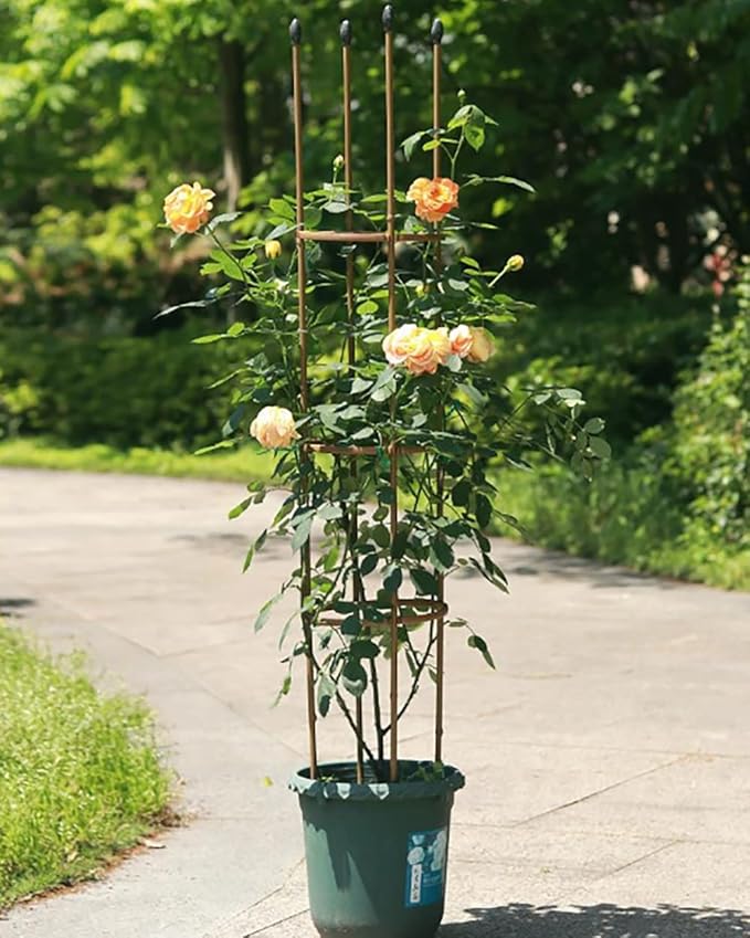 Garden Trellis for Climbing Plants Outdoor24in30in35in47in Tall Tomato Cages for Garden Plant Cages Plant Stake for Flower Vegetable Vines Plant Trellis for Potted PlantsGold ( Size : 9.8/25cm