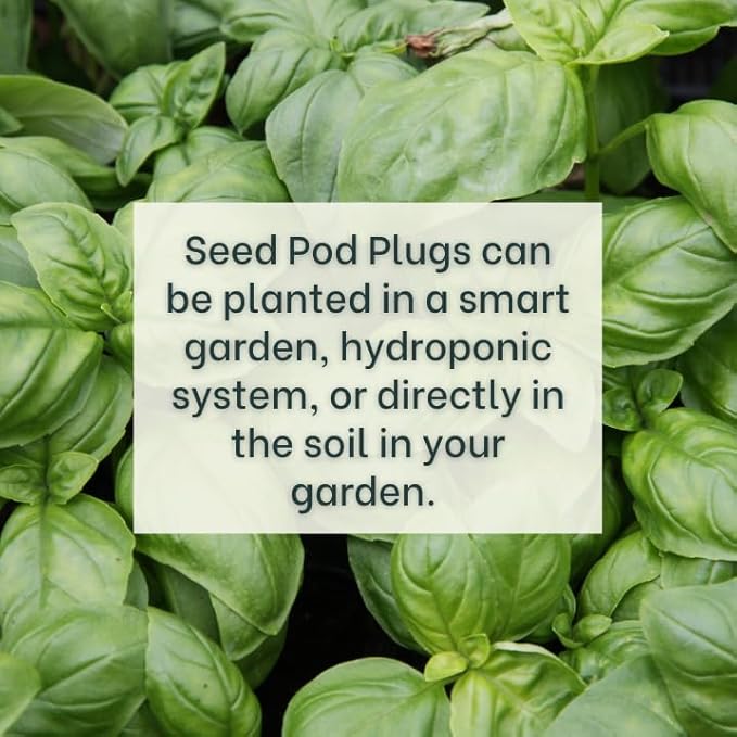 Genovese Basil - Complete Seed Pod Plugs with Plant Food - 10 Pods for Hyrdoponic Gardens Click and Grow Lettuce Grow and Outdoor Gardens