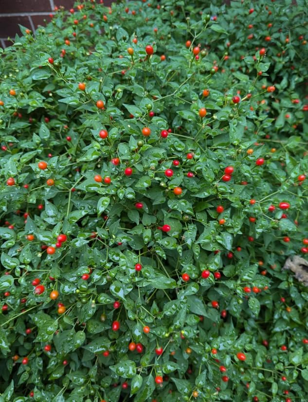 2 Pots 3 Chili Pequin Pepper Plants 3-5 Inch Tall Red Hot Pepper Seedling Piquin Peppers Plants