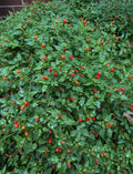 2 Pots 3 Chili Pequin Pepper Plants 3-5 Inch Tall Red Hot Pepper Seedling Piquin Peppers Plants