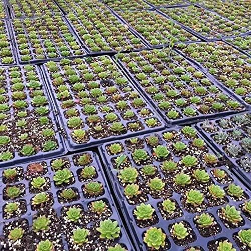 AIFUSI 10 Pack Seed Starter Kit 72 Cell Seedling Trays Gardening Germination Plastic Tray Nursery Pots Mini Propagator Plant Grow Kit Plug Tray Starting Trays for Seedling Germination
