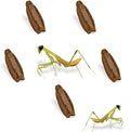 USMANTIS Carolina Praying Mantis Egg Cases (Five Egg Cases) - Beneficial for Stem Education and Gardening Each Egg Case Produces Approximately 50 to 200 Baby Nymphs Praying mantises