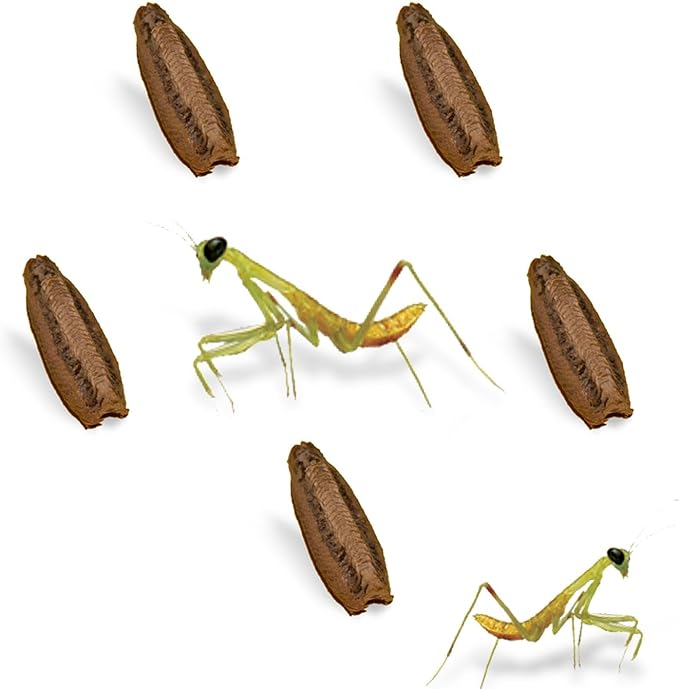 USMANTIS Carolina Praying Mantis Egg Cases (Five Egg Cases) - Beneficial for Stem Education and Gardening Each Egg Case Produces Approximately 50 to 200 Baby Nymphs Praying mantises
