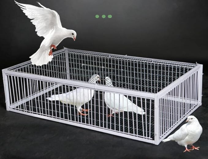 Big Foldable Galvanised Pigeon Dove Bird Trap Cage Feral Pigeon Humane Way with The one-Way Entrance Trapping Pigeons Doves in Cages