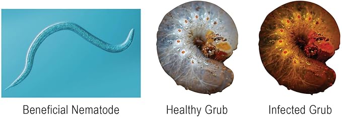 Natures Good Guys - Triple Blend Beneficial Nematodes HB+SC+SF (15 Million)