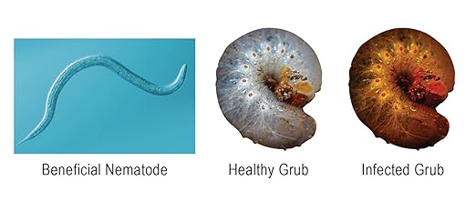 Beneficial Nematodes Heterohabditis bacteriophora HB - Biological Grub Control (500 Million)