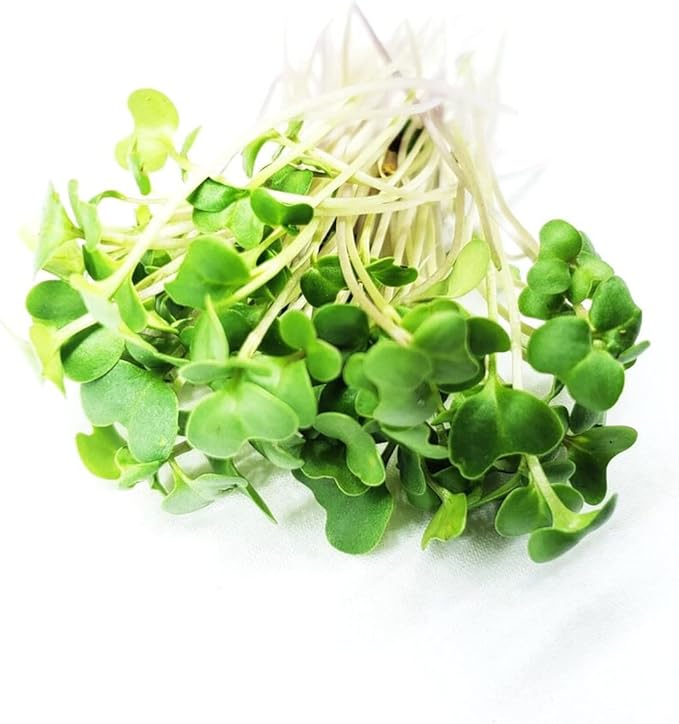 Todd’s Seeds - Sprouting Broccoli Seeds - Calabrese Variety Non-GMO Heirloom - 2.5 Pound - Bulk Seeds