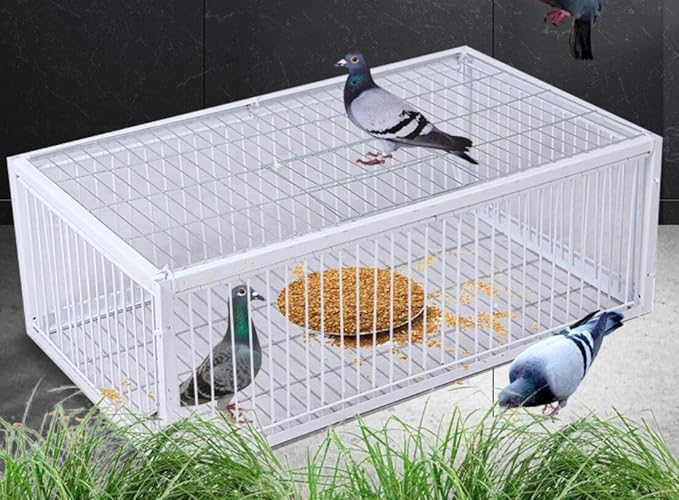 Big Foldable Galvanised Pigeon Dove Bird Trap Cage Feral Pigeon Humane Way with The one-Way Entrance Trapping Pigeons Doves in Cages