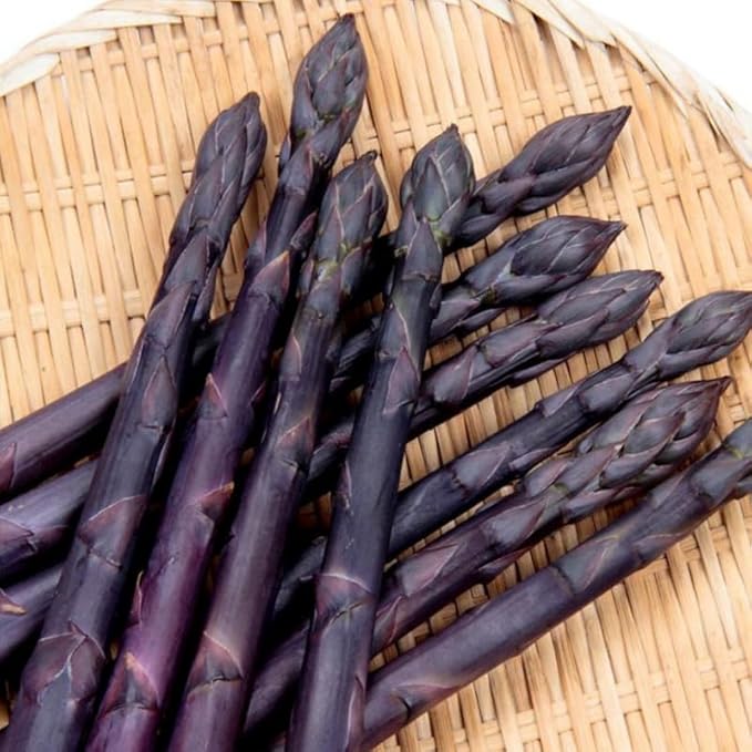 20 Purple Asparagus Roots - Bare Root Asparagus Crowns for Planting Perennial Vegetable Plants for Outdoor Garden