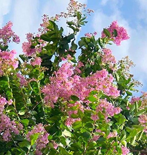 Crape Myrtle &amp All Flowering Trees Desert Willow Mimosa Orchid Tree Indoor Outdoor Container Grown Granular Fertilizer NutriStar 10-15-9 (25 lb.)