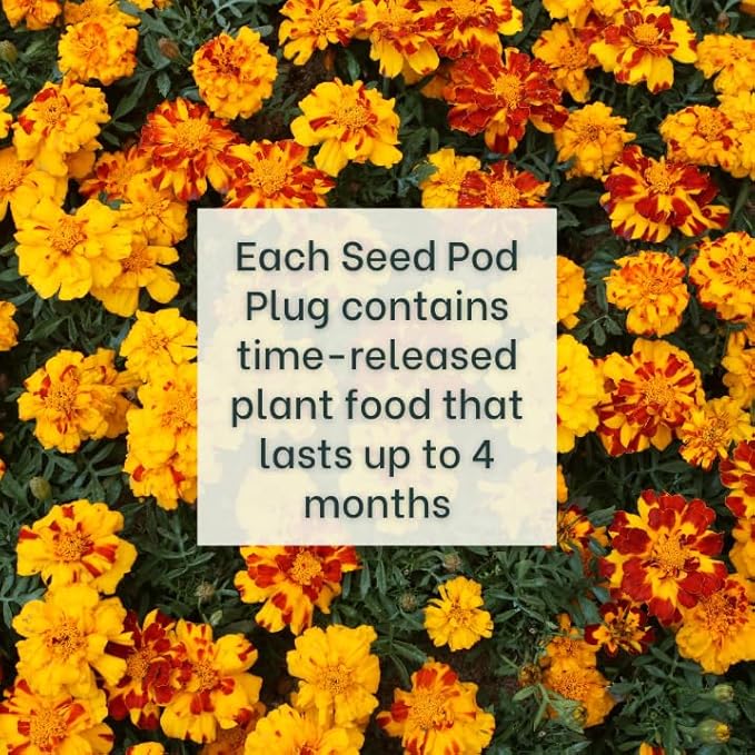 Marigold - Complete Seed Pod Plugs with Plant Food - 10 Pods for Hydroponic Gardens Click and Grow Lettuce Grow and Outdoor Gardens