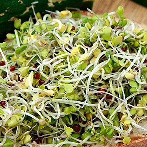 Todd’s Seeds - Sprouting Broccoli Seeds - Calabrese Variety Non-GMO Heirloom - 2.5 Pound - Bulk Seeds
