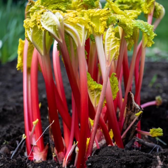 2 Rhubarb Plants Root for Planting Red Rhubarb Plant Roots Size 3 to 6 Inch Perennial Hardy Vegetable Plants for Planting Outdoors