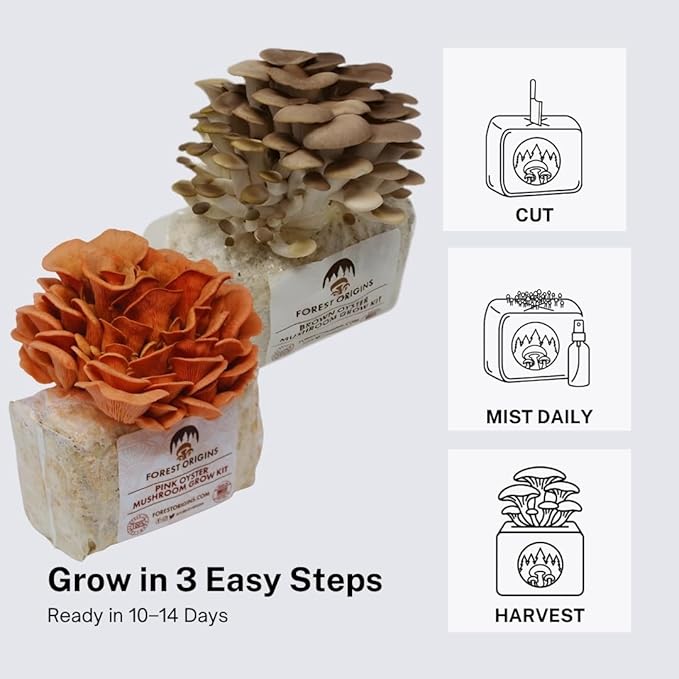Forest Origins Oyster Mushroom Grow Kit 2-Pack Pink and Brown Varieties Harvest in 10 Days Beginner Friendly Handmade in California USA Unique Gift Set