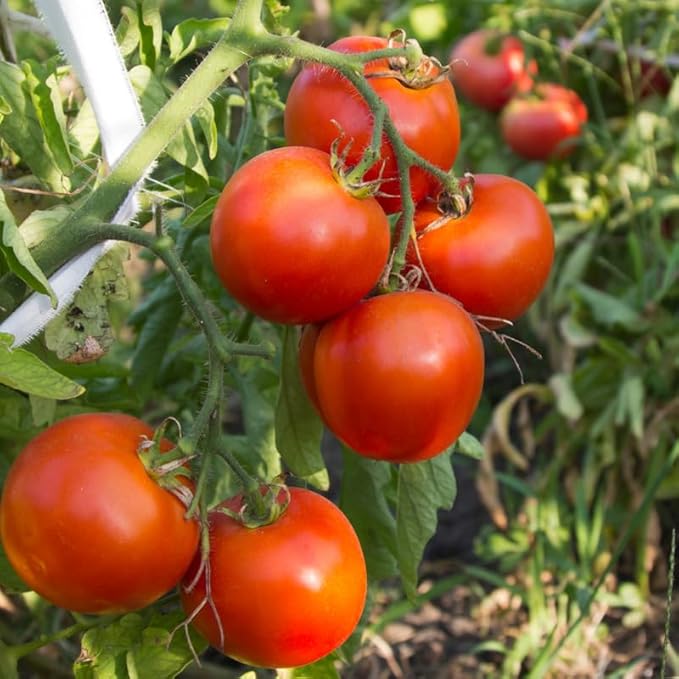 2 Tomato Plants Live for Planting Outdoors Tree Tomato Plant Seedling Tomato Plants Live 5 to 8 Inch Tall No Pot Cherry Tomato
