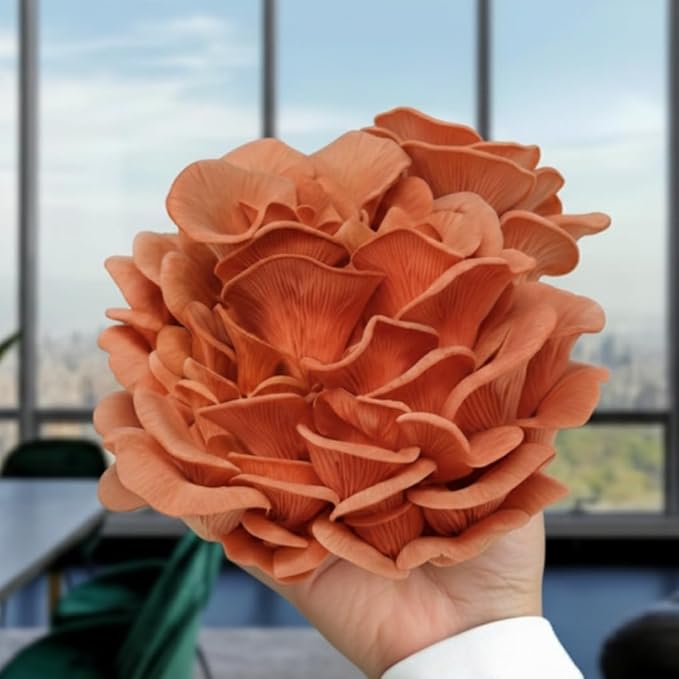 Forest Origins Oyster Mushroom Grow Kit 2-Pack Pink and Brown Varieties Harvest in 10 Days Beginner Friendly Handmade in California USA Unique Gift Set
