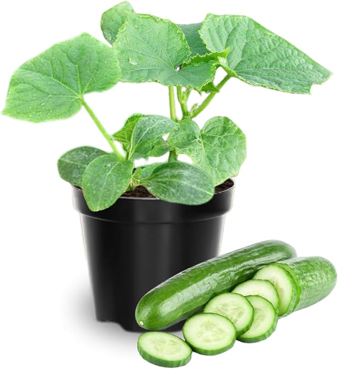 2 Green Cucumber Plants Live 4 Inches Pot Live Cucumber Plants from 3 to 5 Inches Long Cucumber Starter Plants Cucumber Live Plants for Garden