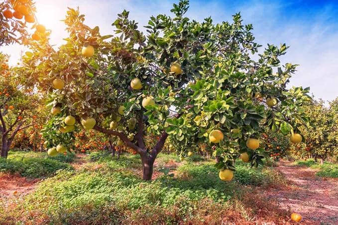 Gardenera's Expert Blend: The Best Soil Mix for Growing Citrus Maxima - Pomelo Trees [10 Quart Bag]