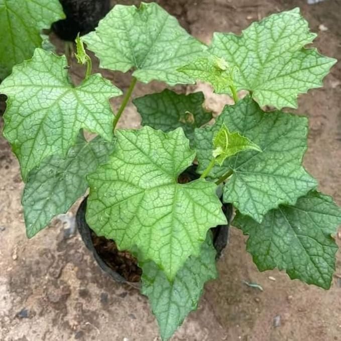 Ridge Gourd Luffa Plant in 4 Inch Pot 4 to 8 Inch Tall Gourd Luffa Plants for Garden Vegetable Vine Seedlings