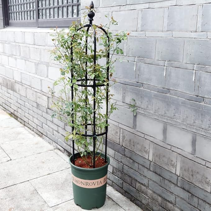 Garden Trellis Outdoor Plant Support Trellis for Potted 35.5 59 71 82.7 H Plants Climbing Vine Rose Flower Clematis Garden Obelisk Trellis Stand Black 1pc ( Size : 11/28cm Dia. x 47.3/120cm H