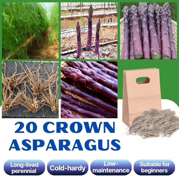 20 Purple Asparagus Roots - Bare Root Asparagus Crowns for Planting Perennial Vegetable Plants for Outdoor Garden
