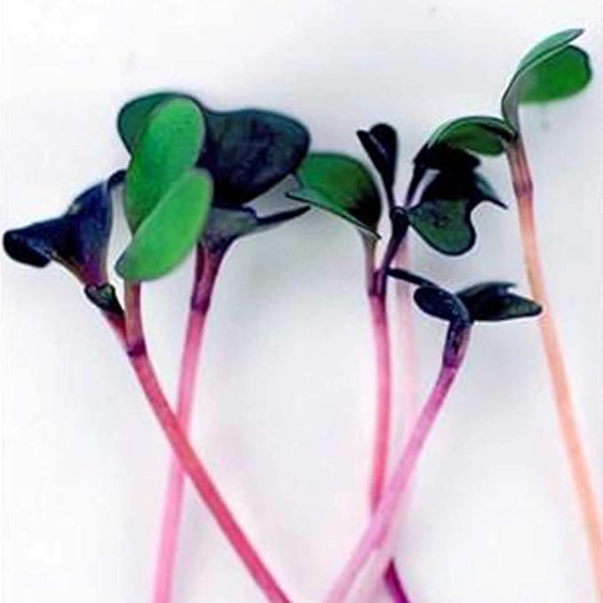 Spicy Salad Mix Micro Greens Seeds: 25 Lb - Bulk Non-GMO Seed Blend: Broccoli Kale Mustard Cabbage Arugula More