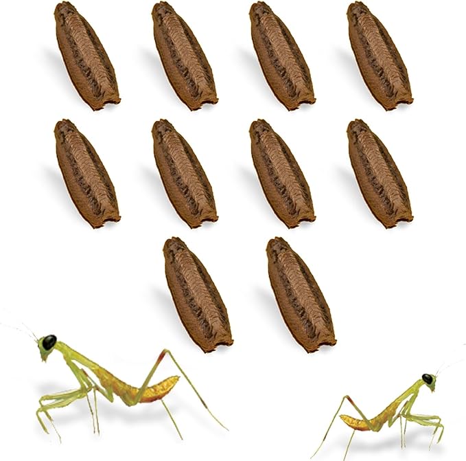 USMANTIS Carolina Praying Mantis Egg Cases (Ten Egg Cases) - Beneficial for Stem Education and Gardening Each Egg Case Produces Approximately 50 to 200 Baby Nymphs Praying mantises