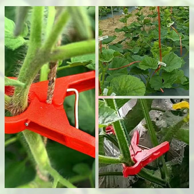 Plant Support Clips Secured Plastic Plant Clips Reusable Garden Trellis Clips for Climbing Plants Outdoors Tomato Grape Vine Vegetables Plant Support Fixing Clips (100 black-3cm/1.2in)
