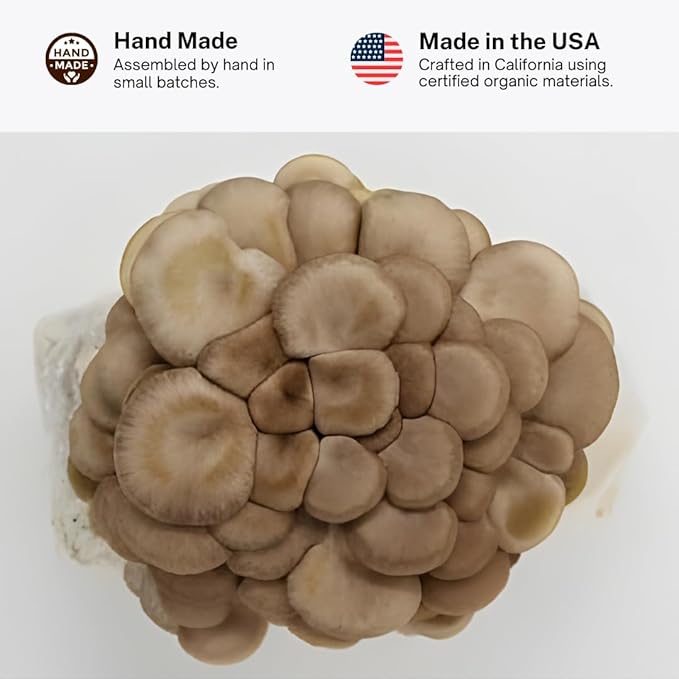 Forest Origins Brown Oyster Mushroom Grow Kit Harvest Gourmet Mushrooms in 10 Days Beginner Friendly Handmade in California USA Unique Gift